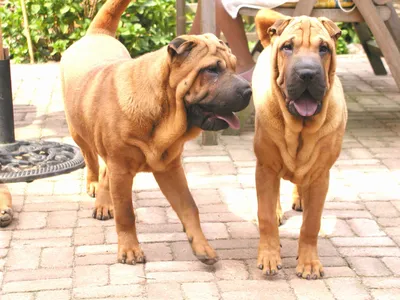 Картинка Собаки породы Шарпей » Собаки » Животные » Картинки 24 - скачать  картинки бесплатно