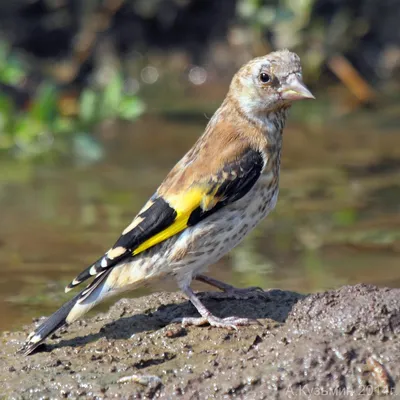 Щегол (Carduelis carduelis) European Goldfinch - Вьюрковые (Fringillidae) -  Воробьеобразные Passeriformes - Классификатор птиц Таганрога и  Неклиновского района - Птицы Ростовской обл.В основе-Птицы  Таганрога/Некл.р-на