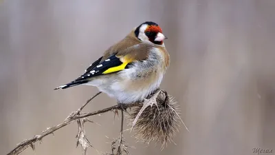 Голоса птиц Как поёт Щегол Carduelis carduelis - YouTube