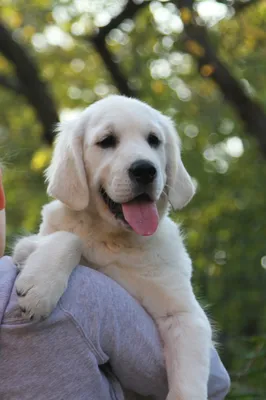 Щенки голден ретривера 2 месяца – Питомник собак золотистых (голден)  ретриверов, щенки