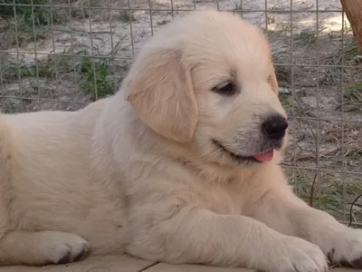 Это нужно знать покупая щенка/ Первые пол года с собакой Голден Ретривер -  YouTube