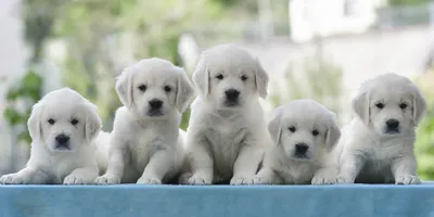 щенки золотистого ретривера сидят на бревне, картинка милых собак и щенков,  собака, щенок фон картинки и Фото для бесплатной загрузки