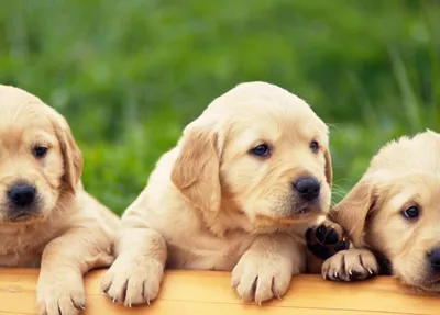 Золотистый ретривер (Golden Retriever) - это умная, энергичная и  дружелюбная порода собак. Фото, описание, цены, отзывы владельцев.