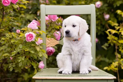 маленький щенок золотистого ретривера в цветах сидит на земле, милые  картинки щенков, собака, милый фон картинки и Фото для бесплатной загрузки