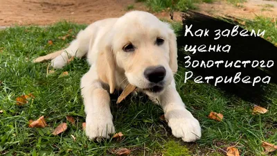 Щенки голден ретривера, 1 месяц – Питомник собак золотистых (голден)  ретриверов, щенки
