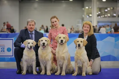 Golden retriever`s puppies (Щенки золотистого ретривера) | Facebook