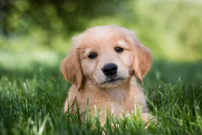 щенки золотистого ретривера сидят на бревне, картинка милых собак и щенков,  собака, щенок фон картинки и Фото для бесплатной загрузки