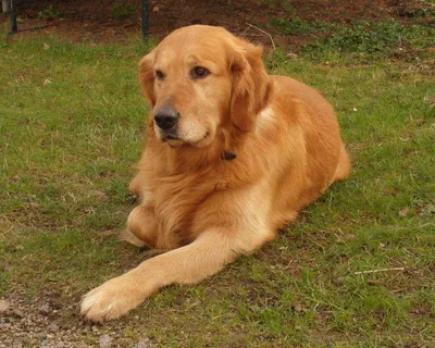 Золотистый ретривер: описание 🐕 породы, характер, фото - Гульдог