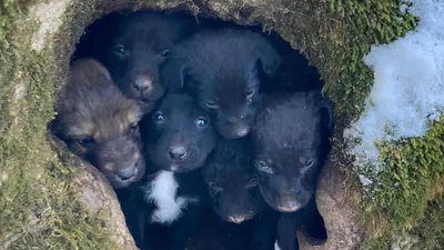 На Ставрополье ищут дом 12 щенкам, найденным в дупле - РИА Новости,  14.02.2023