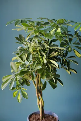 Шефлера (Schefflera Compacta) на плетеном стволе по выгодной цене в Минске,  купить Комнатные растения с доставкой в интернет-магазине Cvetok.by