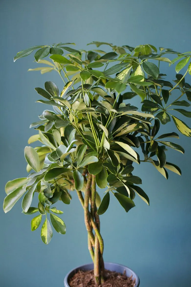 Schefflera Taiwaniana