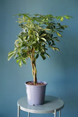 Шефлера (Schefflera Compacta) на плетеном стволе по выгодной цене в Минске,  купить Комнатные растения с доставкой в интернет-магазине Cvetok.by