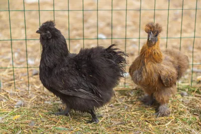 Showgirl. Silkie chickens. Шелковые куры. #chickensmeme | Hönsraser, Roliga  djurbilder, Djur och husdjur