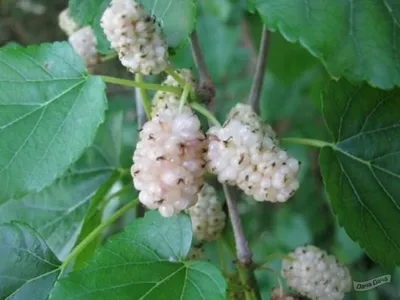 Шелковица белая (Morus alba) - описание сорта, фото, саженцы, посадка,  особенности ухода. Дачная энциклопедия.