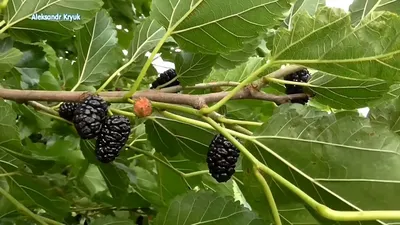 Шелковица или тутовник плоды ценность заморозка Тутовое дерево как растет -  YouTube