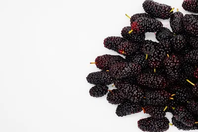 ягода тутовника Фон, шелковица, плод, зеленый фон картинки и Фото для  бесплатной загрузки