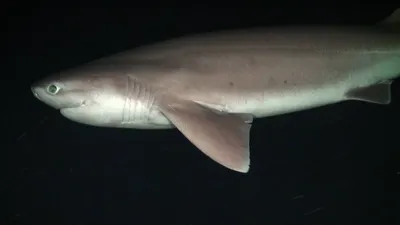 Какое поведение Шестижаберной акулы (Sixgill cow shark) — Hexanchus griseus  при встрече с дайверами? - YouTube