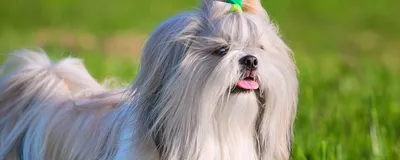 Ши-тцу — описание и фото породы собак, особенности характера щенков