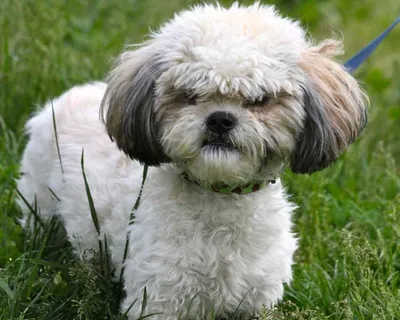 Ши-тцу (собака хризантема) - фото, описание породы ши тцу, цены, отзывы  владельцев, питомники