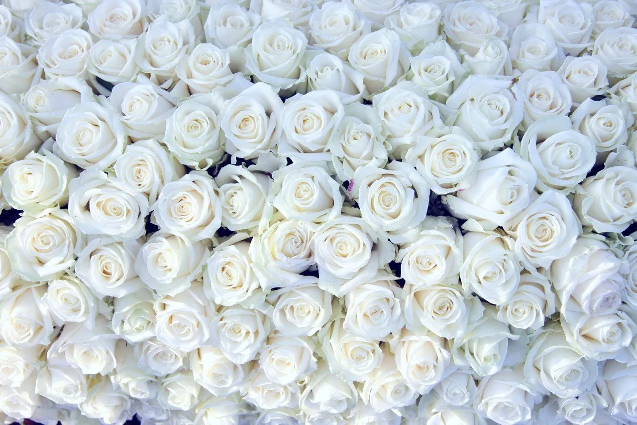 Белая картинка. 75 Белых роз "Аваланж". Белые розы кипельно белые. Белые цветочки. Поле белых роз.