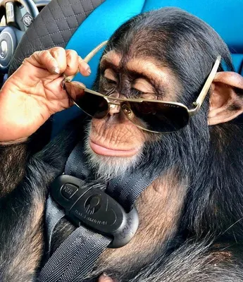 Шимпанзе - любители комфорта | Примат, Обезьяна, Фотографии обезьян