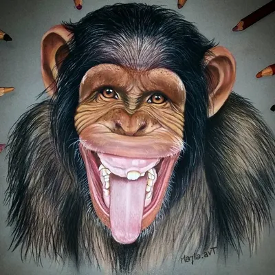Картинки обезьяны прикольные смешные - 82 фото