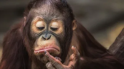 Орангутан думает - Прикольные - обои на рабочий стол | Орангутанг,  Фотографии животных, Обезьяна