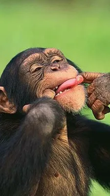 Смешные шимпанзе - 63 фото