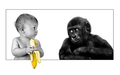Обои на рабочий стол Малыш ест банан, обезьяна смотрит на это неодобряюще,  обои для рабочего стола, скачать обои, обои бесплатно