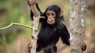 Обои Детеныш шимпанзе, картинки - Обои для рабочего стола Детеныш шимпанзе  фото из альбома: (животные)