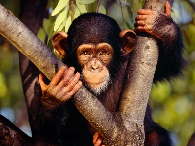 Фигурка шимпанзе Schleich цена | pigu.lt