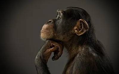 Человекообразные обезьяны Франкфуртского зоопарка (20 фото) » Невседома -  жизнь полна развлечений, Прикольные картинки, Видео, Юмор, Фотографии,  Фото, Эротика. Развлекательный ресурс. Развлечение на каждый день