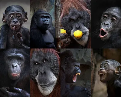 Прикольные обезьяны - 73 фото