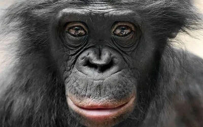 Обои на рабочий стол Прикольный взгляд шимпанзе, обои для рабочего стола,  скачать обои, обои бесплатно