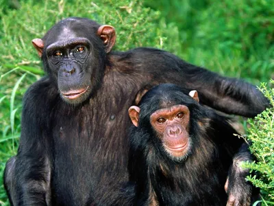 у маленькой обезьяны с открытым ртом открыты глаза, смешные картинки  уродливых обезьян, смешной, обезьяна фон картинки и Фото для бесплатной  загрузки