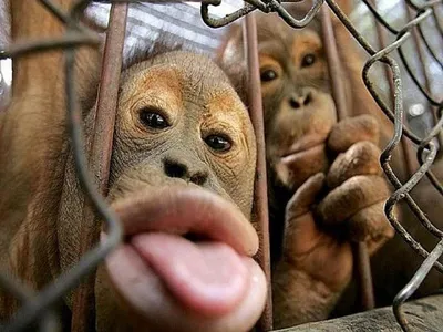 Обезьяна шимпанзе обезьяны, смайлики, лицо, животные png | PNGEgg