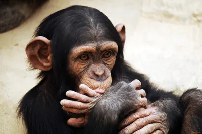 Шимпанзе в лесу - обои для рабочего стола, картинки, фото