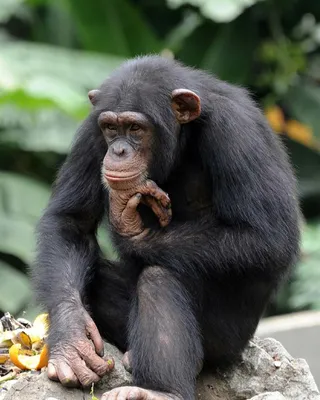 Ржачные картинки про обезьяну (48 фото) » Юмор, позитив и много смешных  картинок