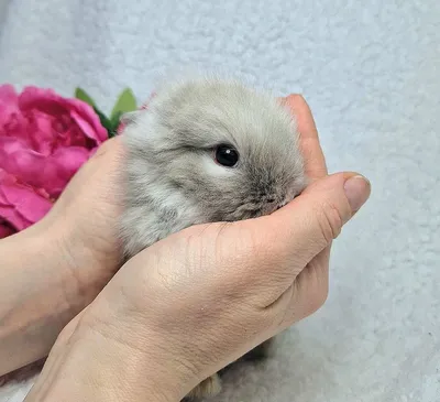 КроляШ мини 🐇 🐹 Вблизи гибрид …» — создано в Шедевруме