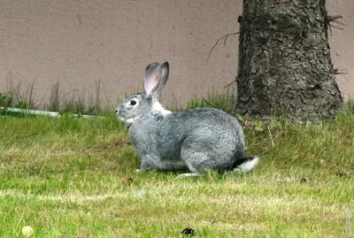 КроляШ мини 🐇 🐹 Вблизи гибрид …» — создано в Шедевруме