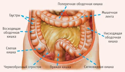 Рак прямой кишки: симптомы и лечение в Москве