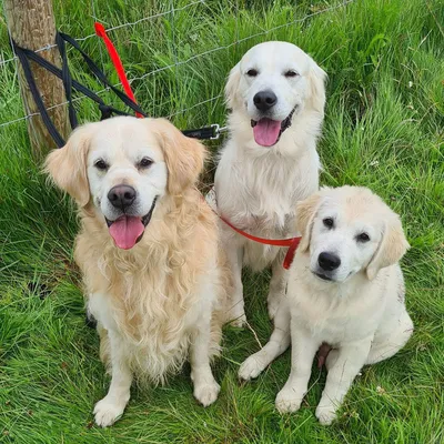 Golden retriever anniversary marked in Scotland with puppy party
