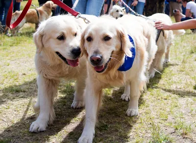 Why Did 488 Golden Retrievers Gather in Scotland? - The New York Times