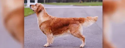 GOLDEN RETRIEVER PUPPIES GLOSSY POSTER PICTURE PHOTO PRINT dog scotland  4719 | eBay