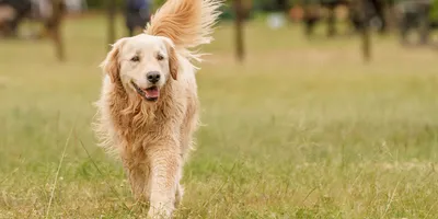 Hundreds of golden retrievers met in Scotland for 150th anniversary of breed