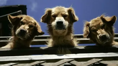 GOLDEN RETRIEVER PUPPIES GLOSSY POSTER PICTURE PHOTO PRINT dog scotland  4718 | eBay