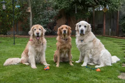Golden Retriever Dog Guide: All that You Need to Know! - Wagr Petcare