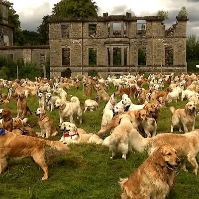 Golden Retrievers: Dogs from around the world meet up - BBC Newsround