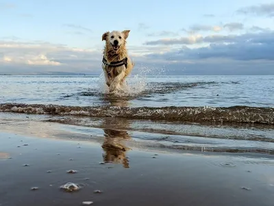 Новошотландский ретривер: все о собаке, фото, описание породы, характер,  цена