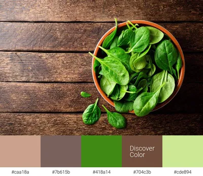 Зеленый шпинат - фото и цвета на картинке